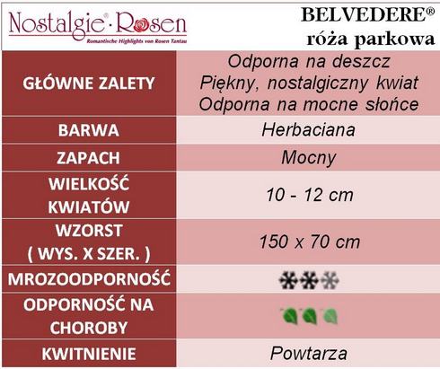 Belvedere róże parkowe gł. zal